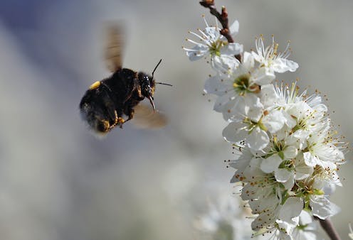 Bees can learn, remember, think and make decisions – here’s a look at how they navigate the world