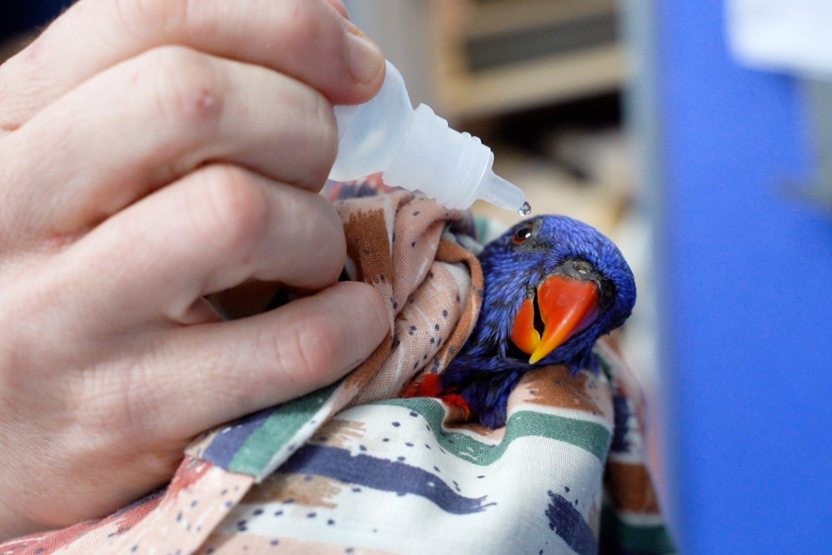 The Mystery of Australia’s Paralyzed Parrots