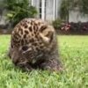 In Sri Lanka, humans mistakenly attempt to ‘rescue’ leopard cubs