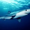 Brazil claims record shark fin bust: Nearly 29 tons from 10,000 sharks seized