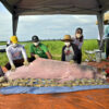 Expedition catches Amazon river dolphins to help save this iconic pink species