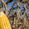 The climate is already changing in the Matopiba, Brazil’s new agricultural frontier