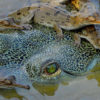 Death of rare male gharial in Nepal highlights conservation crisis