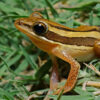 In Bangladesh, microplastic threat to frogs is also concern for rice farming