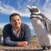 Penguins ‘enrich our lives’: Q&A with Pablo Borboroglu, protector of penguins