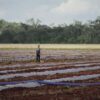 Soy: The agro-industry that devastates the Maya jungle