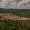 Rare Amazon dark soils could help forest restoration, study shows