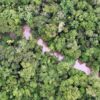 Palm oil company in Ecuador operates illegally on ancestral land, community says