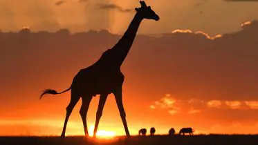 Tall Order: The Fight to Save the Masai Giraffes From Extinction