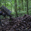 Brazil nut harvesting proves a win-win for forest and community livelihood