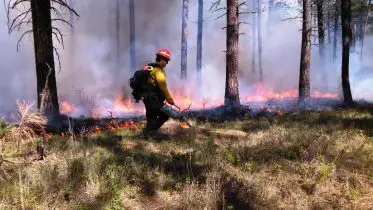 Fighting Fire With Fire: The Power of Prescribed Burns To Curb Megafires in California, Oregon, and Washington