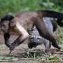 Repentant ranchers rescuing Colombian wildlife