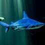 Overfishing pushes reef sharks toward extinction: study