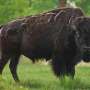 Bison reintroduced to Canada’s Banff thrive again