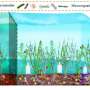Study highlights vermiculite as an efficient technique for the remediation of eutrophic lakes