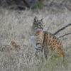 Lucky No. 13? Latest images could add to Nepal’s 12 wildcat species