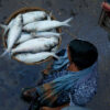 Climate change, human pressures push Bangladesh’s ‘national fish’ into decline