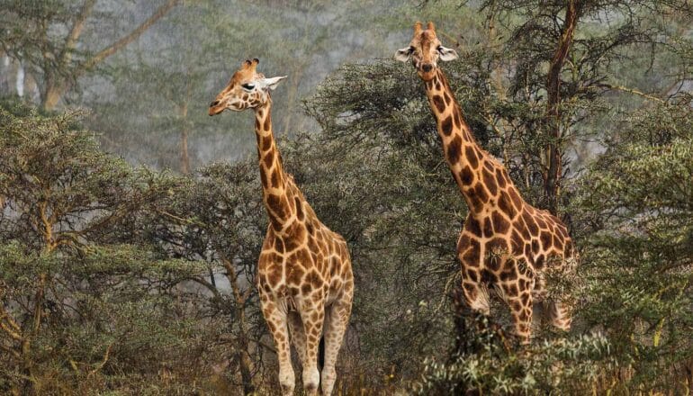 Too much rain, not high temps, threaten giraffes survival