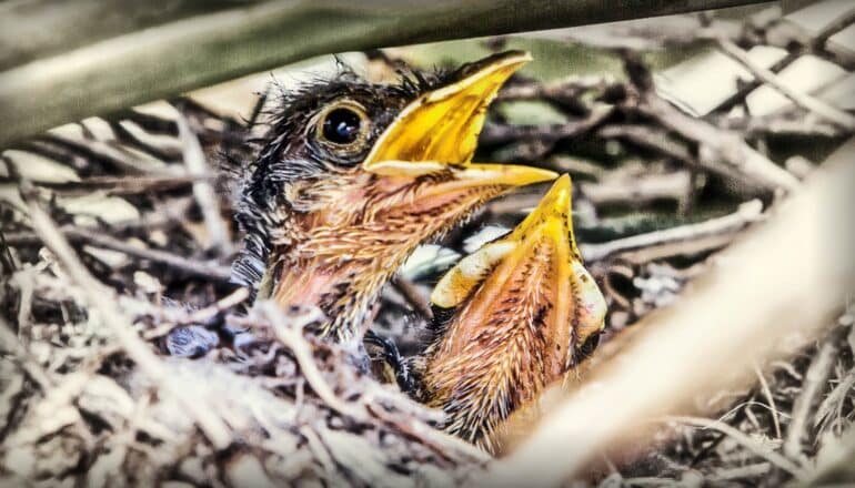 Lead contamination could mean fewer mockingbird babies