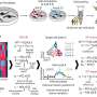 New tool uncovers COVID-19 susceptibility mechanism