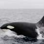 Apparent new orca calf spotted in endangered pod near British Columbia