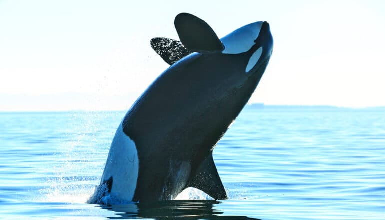 Killer whale skin disease worries scientists