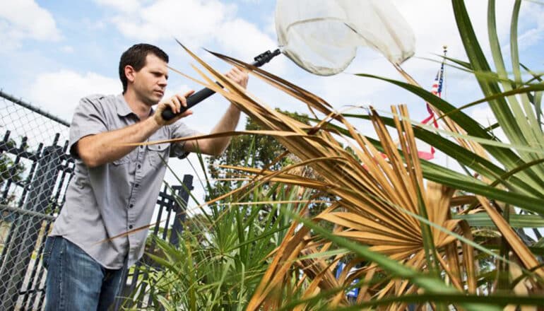 Infected palm trees warn healthy neighbors of lethal disease
