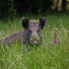 Wild pigs threaten biodiversity hotspots across South America, study shows