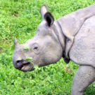 Nepal’s rhinos are eating plastic waste, study finds