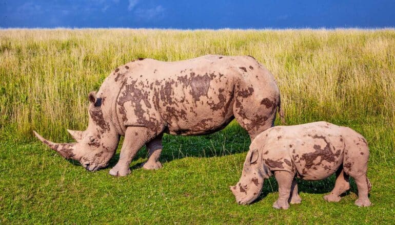 To get more baby rhinos, study mom’s poop?