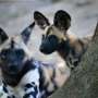 African painted dogs spotted in Uganda after four decades