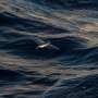 What will the UN high seas treaty mean for protecting the ocean?