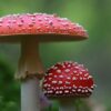 ‘A psychedelic renaissance’: How hallucinogens can aid conservation