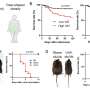 Apple-shaped obesity is associated with cytokine storm and a higher risk of death in COVID-19 patients