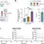 Study finds that a 100-year-old treatment inhibits COVID-19 infection