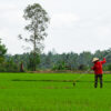 Vietnamese rice farmers go high-tech to anticipate a low-water future