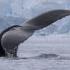 Scientists: Fishing boats compete with whales and penguins for Antarctic krill