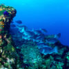 Offshore oil plans in Brazil threaten South America’s largest coral reef