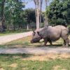 Wild or not? Dilemma over two human-friendly rhinos in Nepal