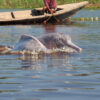 Fishing, dams and dredging close in on Peru’s river dolphins, study shows