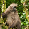 Meet the kipunji: A rare primate success story in Tanzania