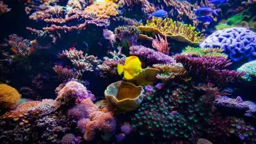 Super Corals’ Kryptonite: Unveiling the Risks of Selective Adaptation