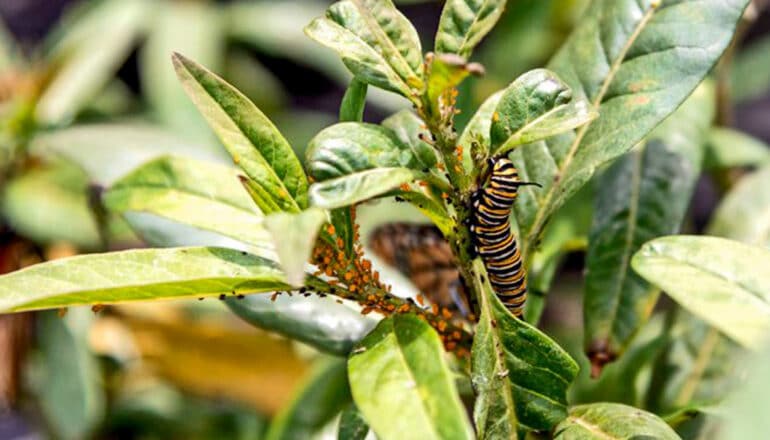 These aphids make milkweed less appealing to monarchs