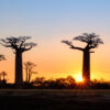 Fire imperils Madagascar’s baobabs: Q&A with park director Diamondra Andriambololona