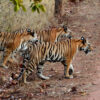 Critics decry Nepal minister’s ‘terrible idea’ of ‘sport hunting’ tigers