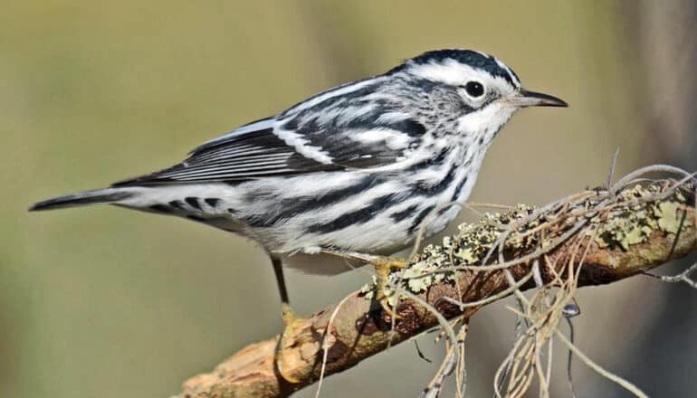 How birds track their weather ‘niche’