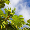 Breadfruit: A starchy, delicious climate and biodiversity solution