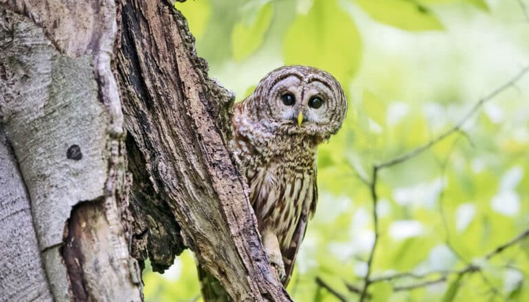 Birds of prey show exposure to neurotoxin bromethalin