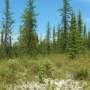 Can the boreal forest be used to concretely fight climate change?