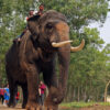 Bangladesh captive elephant death by train highlights need for conservation